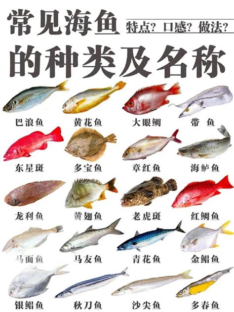 寵物魚種類|寵物魚品種名稱及圖片大全精選